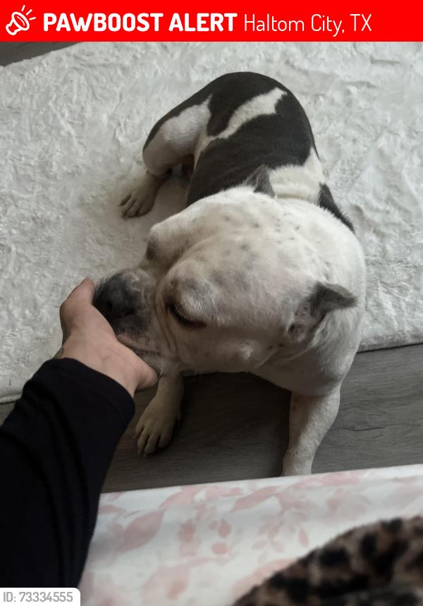 Lost Male Dog last seen haltom road, Haltom City, TX 76117