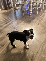 Reunited Male Dog last seen Timberview/Rimline, San Antonio, TX 78251