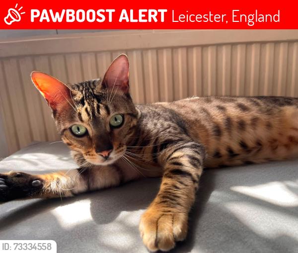 Lost Male Cat last seen Eastern boulevard, Leicester, England 