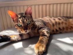 Lost Male Cat last seen Eastern boulevard, Leicester, England 