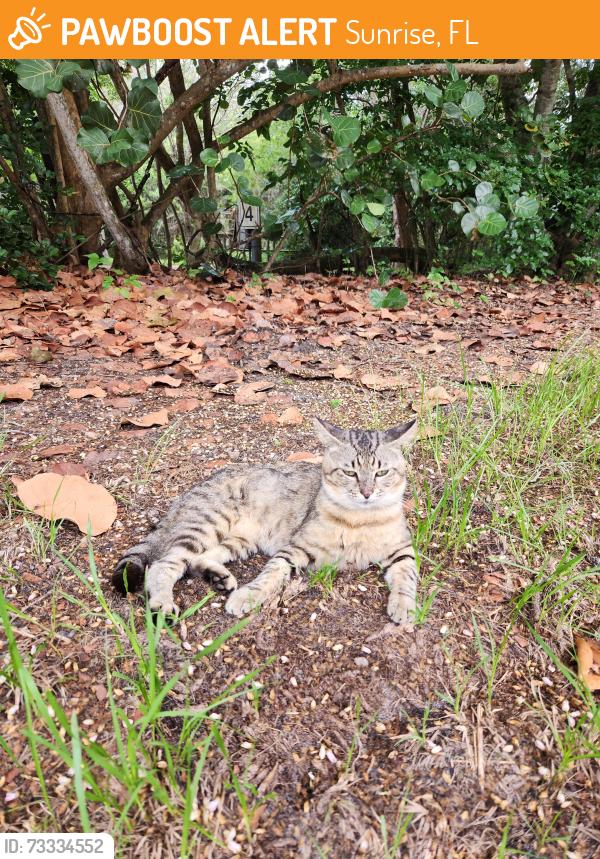 Found/Stray Male Cat last seen Campground circle G, Sunrise, FL 33326