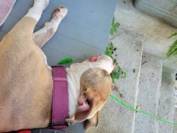 Reunited Female Dog last seen 22nd and Carrington, Richmond, VA 23223