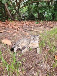Found/Stray Male Cat last seen Campground circle G, Sunrise, FL 33326