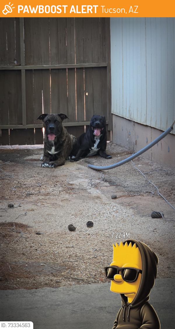 Found/Stray Male Dog last seen Roger and oracle, Tucson, AZ 85705