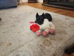Lost Female Dog last seen Gracemore, Dayton, OH 45420