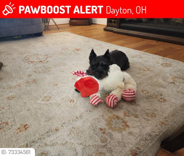 Lost Female Dog last seen Gracemore, Dayton, OH 45420