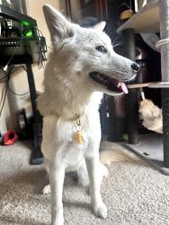 Reunited Female Dog last seen By the 7-11 on that street, Mountain View, CA 94040