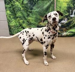 Shelter Stray Male Dog last seen Near Woodforest Lane, 29626, Anderson County, SC, 1320 US-29, Anderson, SC 29626, USA