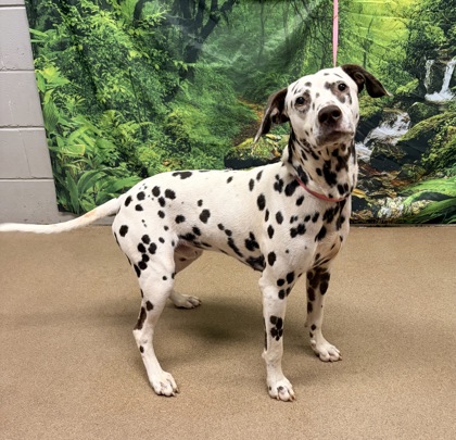 Shelter Stray Male Dog last seen Near Woodforest Lane, 29626, Anderson County, SC, 1320 US-29, Anderson, SC 29626, USA