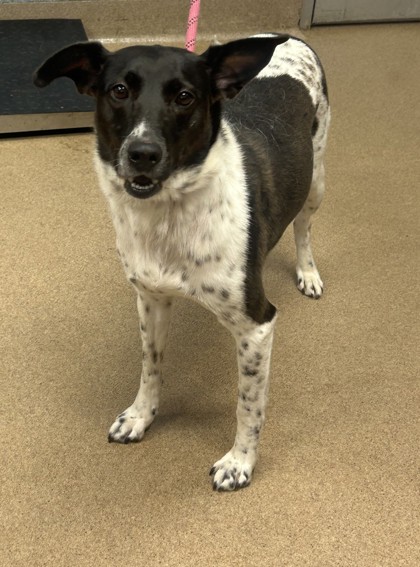 Shelter Stray Female Dog last seen Livsey Rd & Henderson Park RdTucker, GA 30340, 30340, GA, 3280 Chamblee Dunwoody Rd, Chamblee, GA 30341, USA