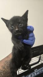 Shelter Stray Male Cat last seen Marysville Blvd at Del Paso Rd, City of Sacramento, CA, 6201 Florin Perkins Rd, Sacramento, CA 95828, USA