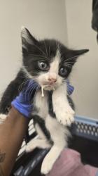 Shelter Stray Male Cat last seen Marysville Blvd at Del Paso Rd, City of Sacramento, CA, 6201 Florin Perkins Rd, Sacramento, CA 95828, USA