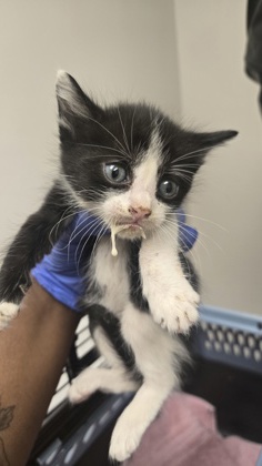 Shelter Stray Male Cat last seen Marysville Blvd at Del Paso Rd, City of Sacramento, CA, 6201 Florin Perkins Rd, Sacramento, CA 95828, USA