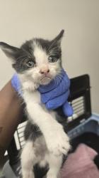 Shelter Stray Male Cat last seen Marysville Blvd at Del Paso Rd, City of Sacramento, CA, 6201 Florin Perkins Rd, Sacramento, CA 95828, USA