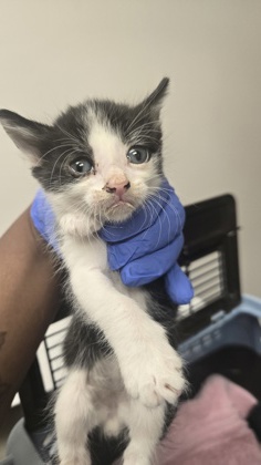 Shelter Stray Male Cat last seen Marysville Blvd at Del Paso Rd, City of Sacramento, CA, 6201 Florin Perkins Rd, Sacramento, CA 95828, USA