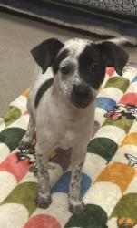 Shelter Stray Female Dog last seen Near Parkhaven, 75149, TX, 1650 Gross Rd, Mesquite, TX 75149, USA