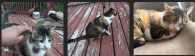 Shelter Stray Unknown Cat last seen Raymond & Frisch, Madison 1, City of, WI, 5132 Voges Rd, Madison, WI 53718, USA