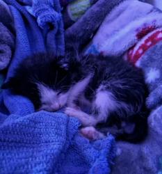 Shelter Stray Male Cat last seen Near Sandshell Blvd, North District, TX, 355 Hillshire Dr, Haslet, TX 76052, USA
