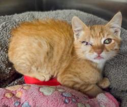 Shelter Stray Male Cat last seen Ashlan Ave & N Chateau, Fresno Zone Fresno CO 1A 93723, CA, 1510 W Dan Ronquillo Dr, Fresno, CA 93706, USA