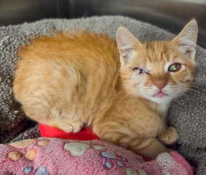 Shelter Stray Male Cat last seen Ashlan Ave & N Chateau, Fresno Zone Fresno CO 1A 93723, CA, 1510 W Dan Ronquillo Dr, Fresno, CA 93706, USA