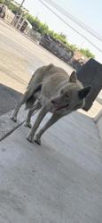 Shelter Stray Female Dog last seen S Clovis Ave & E Jensen Ave, Fresno Zone Fresno CO 2 93727, CA, 1510 W Dan Ronquillo Dr, Fresno, CA 93706, USA