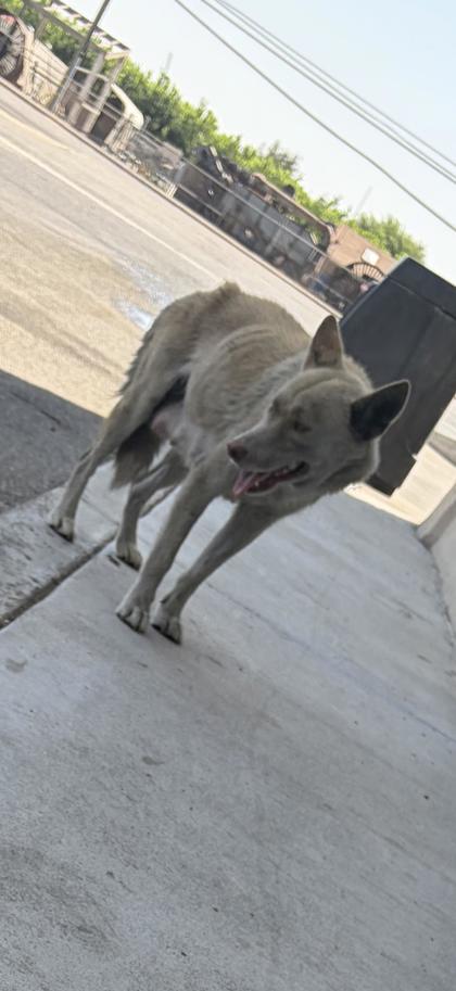 Shelter Stray Female Dog last seen S Clovis Ave & E Jensen Ave, Fresno Zone Fresno CO 2 93727, CA, 1510 W Dan Ronquillo Dr, Fresno, CA 93706, USA