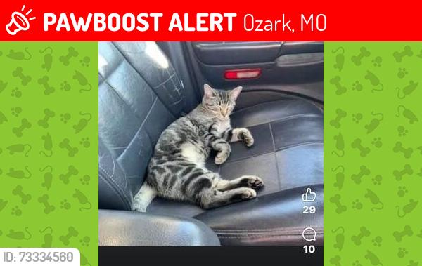 Lost Female Cat last seen State Hwy NN, Ozark MO, Ozark, MO 65721
