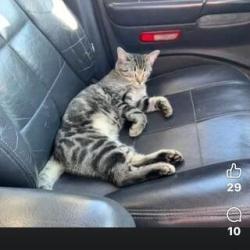 Lost Female Cat last seen State Hwy NN, Ozark MO, Ozark, MO 65721