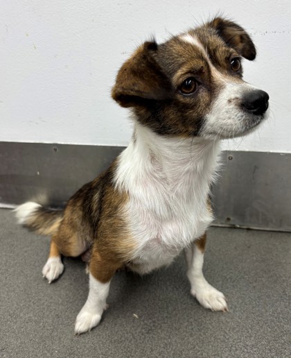 Shelter Stray Female Dog last seen Beale Ave & Truxtun, City, CA, 3000 Gibson St, Bakersfield, CA 93308, USA