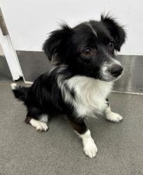 Shelter Stray Female Dog last seen Beale Ave & Truxtun, City, CA, 3000 Gibson St, Bakersfield, CA 93308, USA
