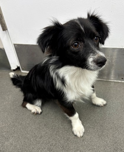 Shelter Stray Female Dog last seen Beale Ave & Truxtun, City, CA, 3000 Gibson St, Bakersfield, CA 93308, USA