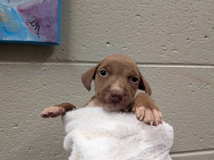 Shelter Stray Male Dog last seen Fairground Rd, City of Florence, MS, 3240 Roberson Rd, Florence, AL 35630, USA