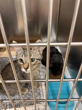 Shelter Stray Female Cat last seen Westmoreland RD W camp wisdom by starbucks, Duncanville, TX, 1150 E Pleasant Run Rd, Cedar Hill, TX 75104, USA
