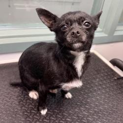 Shelter Stray Female Dog last seen 15th and webster, Oakland, CA, 1101 29th Ave, Oakland, CA 94601, USA