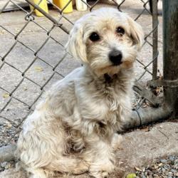 Shelter Stray Male Dog last seen Dumped outside in a carrier of nightdrop, Oakland, CA, 1101 29th Ave, Oakland, CA 94601, USA