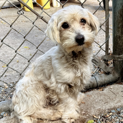 Shelter Stray Male Dog last seen Dumped outside in a carrier of nightdrop, Oakland, CA, 1101 29th Ave, Oakland, CA 94601, USA