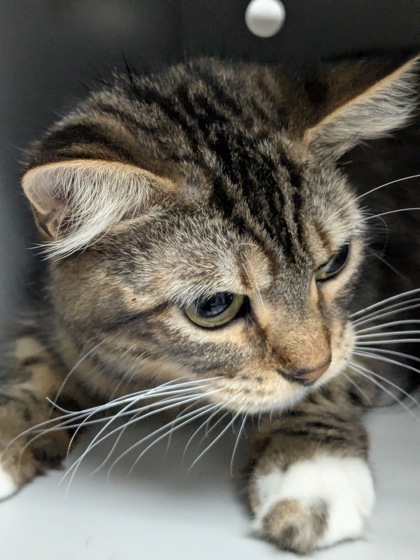 Shelter Stray Unknown Cat last seen Near Grand Ave, Oakland,, 1101 29th Ave, Oakland, CA 94601, USA