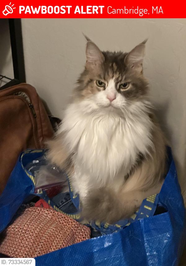 Lost Female Cat last seen Near gore street, Cambridge, MA 02141