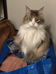 Lost Female Cat last seen Near gore street, Cambridge, MA 02141