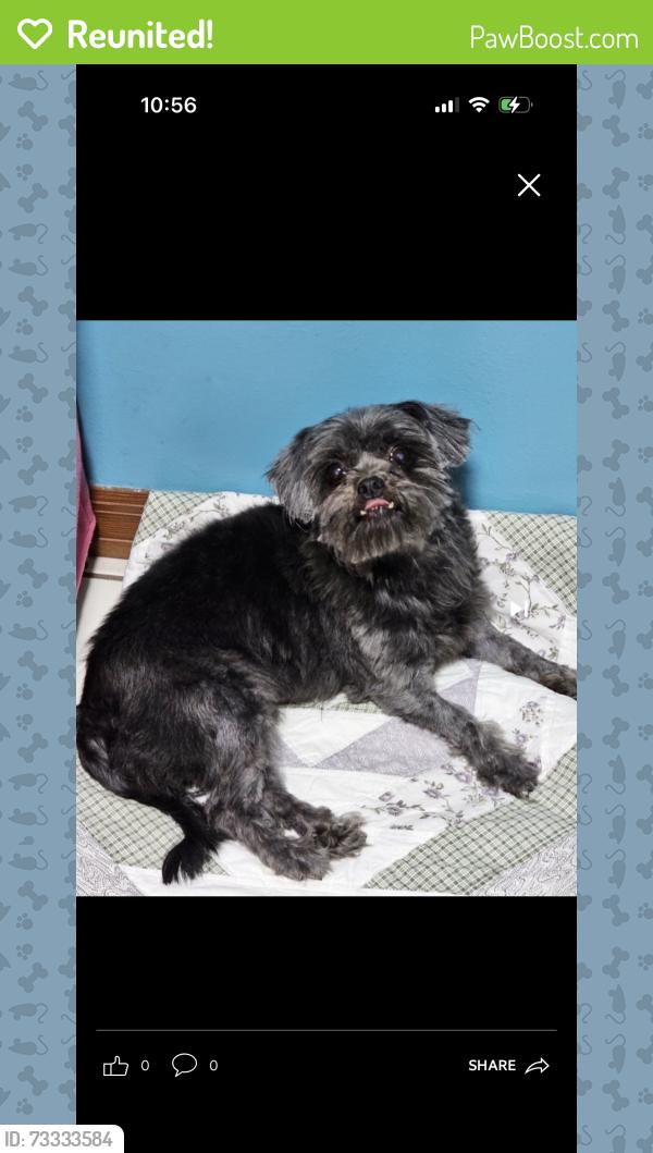 Reunited Female Dog last seen Near Avenue and Bird road, Miami, FL 33185