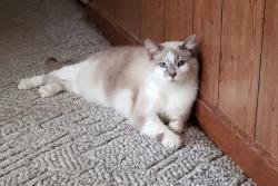 Lost Male Cat last seen Monaca and Allendale, Youngstown, OH 44511