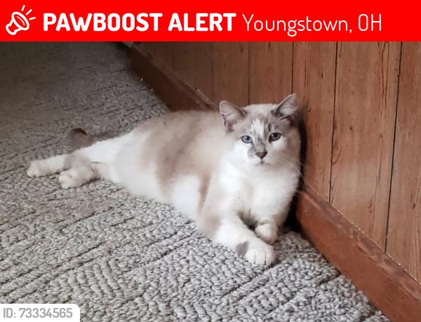 Lost Male Cat last seen Monaca and Allendale, Youngstown, OH 44511