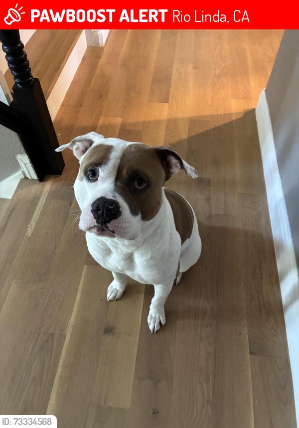 Lost Male Dog last seen Elkhorn and Rio Linda, Rio Linda, CA 95673