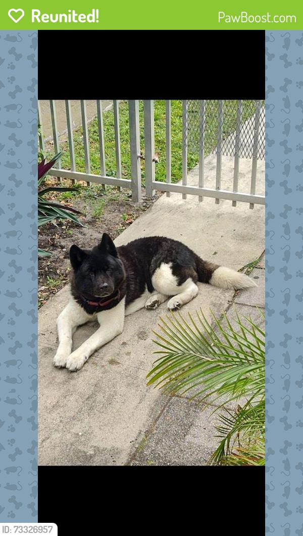 Reunited Male Dog last seen NE 82nd Terrace and NE 2nd Avenue, Miami, FL 33138
