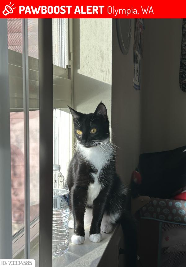 Lost Female Cat last seen River ridge highschool, Olympia, WA 98516