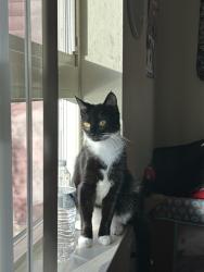 Lost Female Cat last seen River ridge highschool, Olympia, WA 98516