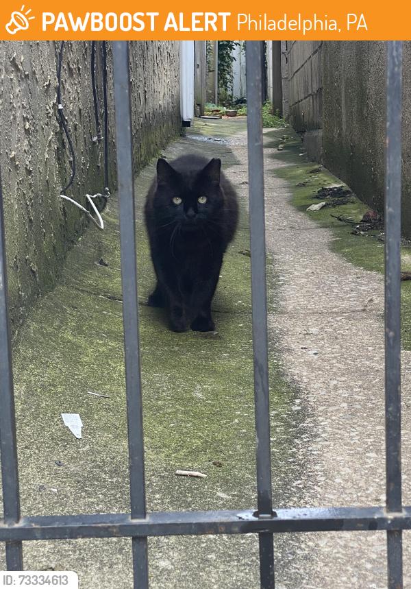 Found/Stray Unknown Cat last seen McKean Street and Snyder Street, Philadelphia, PA 19148