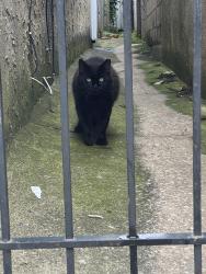 Found/Stray Unknown Cat last seen McKean Street and Snyder Street, Philadelphia, PA 19148