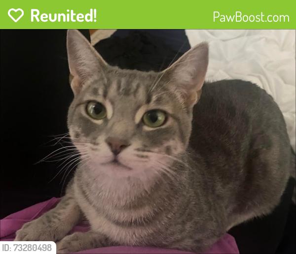 Reunited Male Cat last seen Jennifer Oaks Cir & Jennifer Oaks Dr, Alpharetta, GA 30004