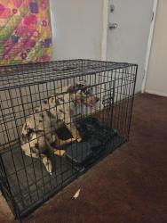 Reunited Male Dog last seen Knight Arnold, Memphis, TN 38118